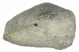 Fossil Whale Ear Bone - Miocene #177818-1